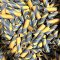 25pc 3/4" id - 3" long - 1/16" wall Yellow & Gray Spiral Tubes